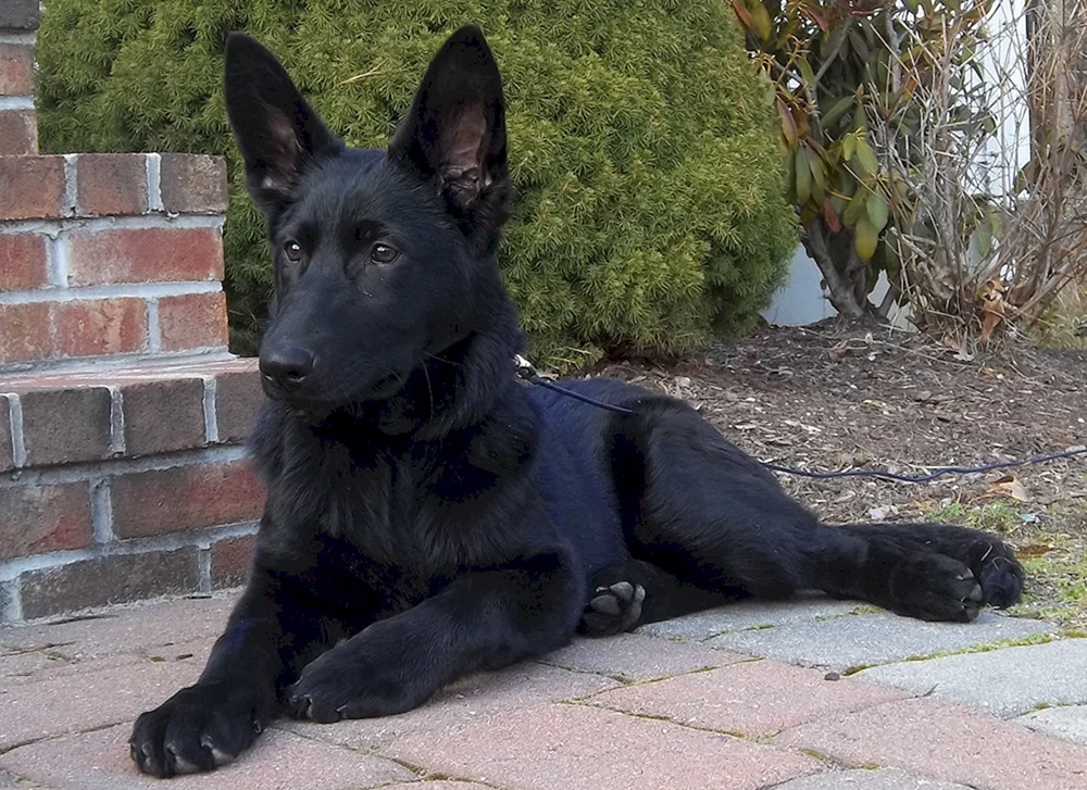 Deutscher Schäferhund schwarz kurz-haarig