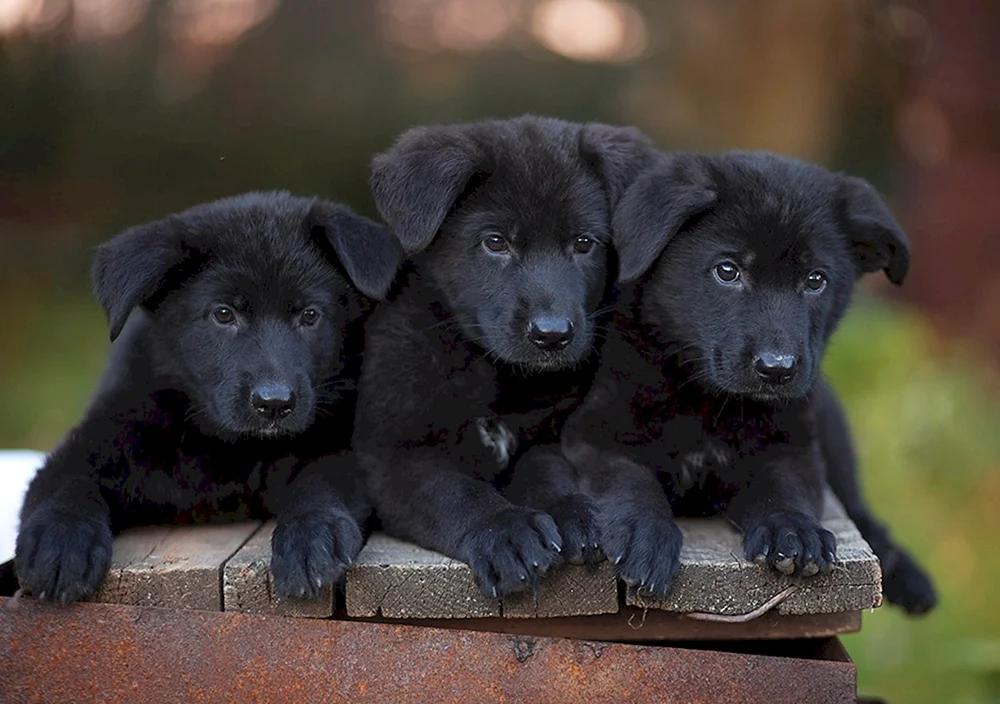Deutscher Schäferhund schwarzer Welpe