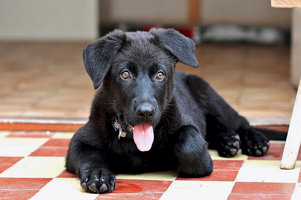 Deutscher Schäferhund schwarzer Welpe