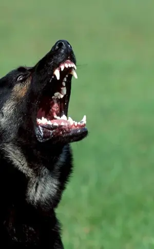 Deutscher Schäferhund schwarz böse