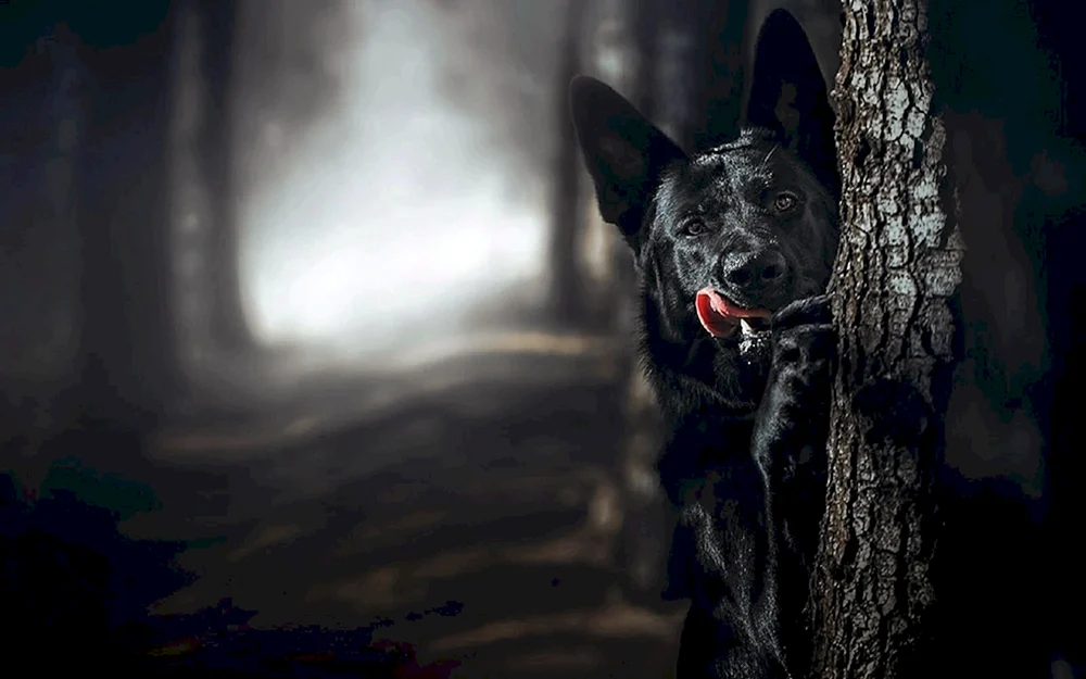 Deutscher Schäferhund schwarz böse