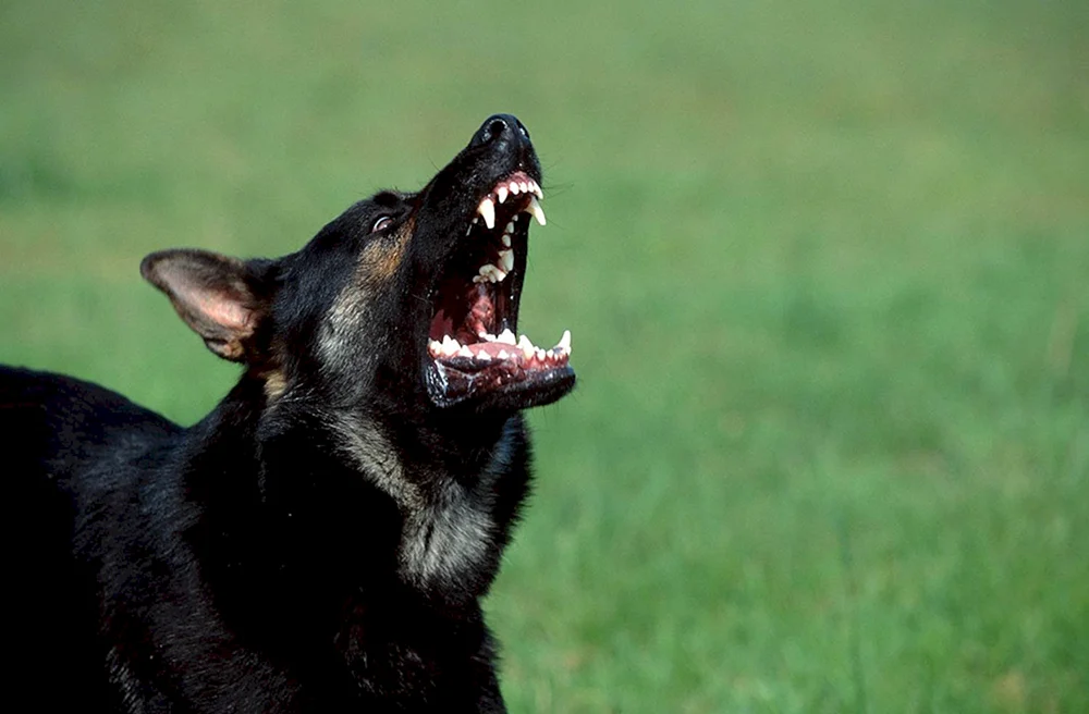 Deutscher Schäferhund schwarz böse