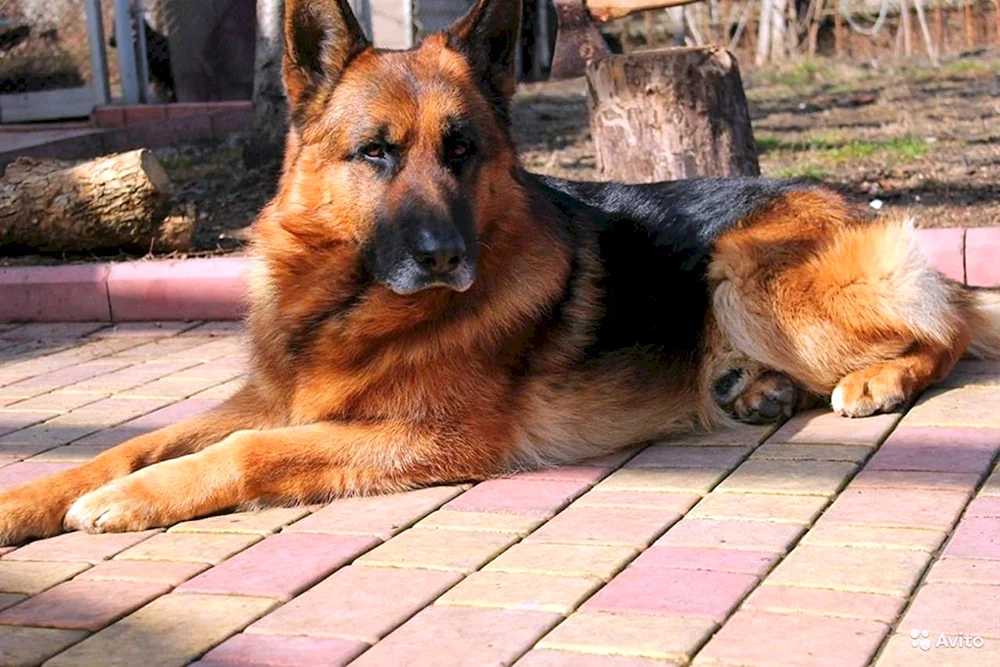 Deutscher Schäferhund