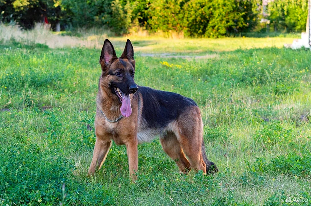 Deutscher Schäferhund Tschistokrowka