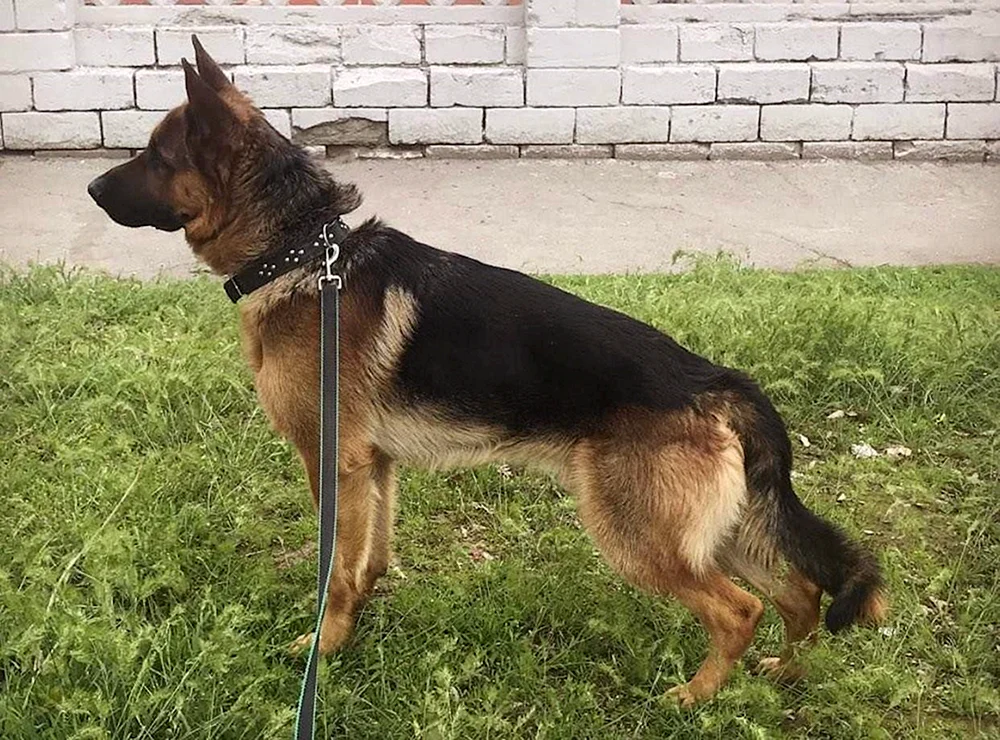 Reinrassiger Deutscher Schäferhund