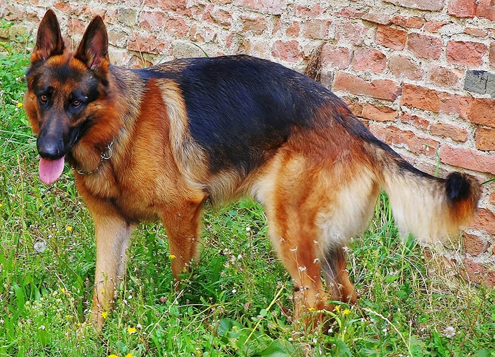 Deutscher Schäferhund Wolfshund