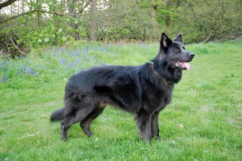 Merl's German Shepherd puppy