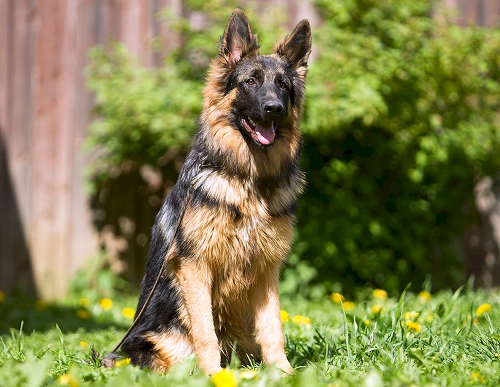 Deutscher Langhaar-Schäferhund