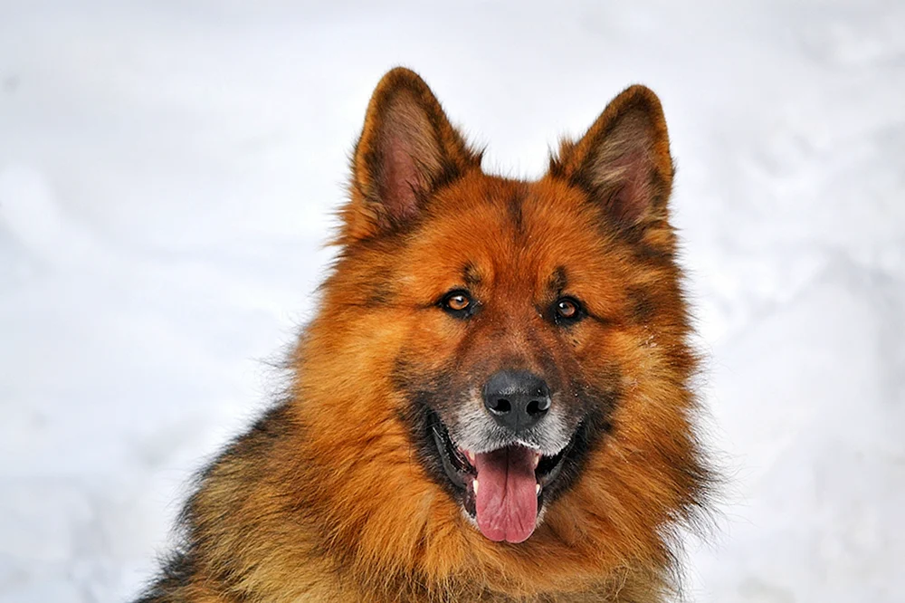 Deutscher Schäferhund langhaarig rot