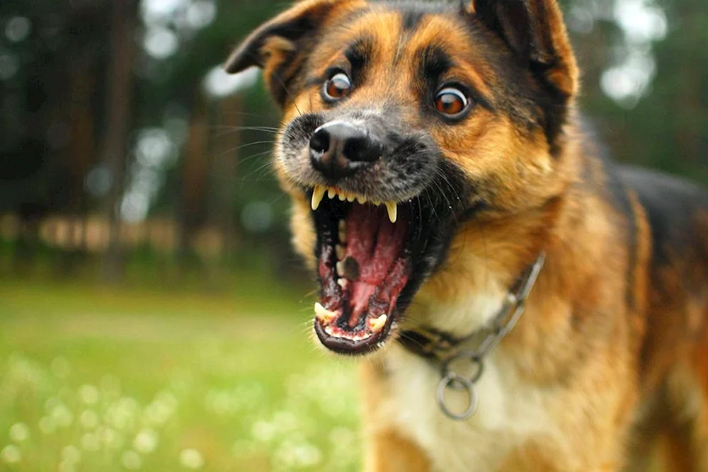 Deutscher Schäferhund Köter