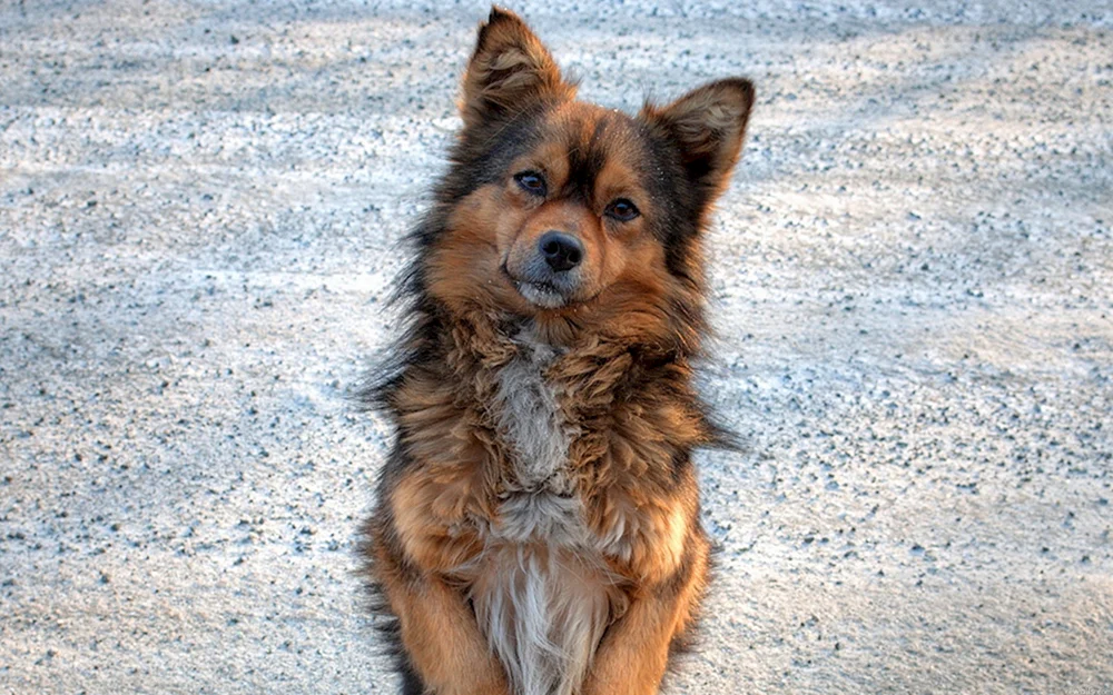Kleiner Mischlingshund