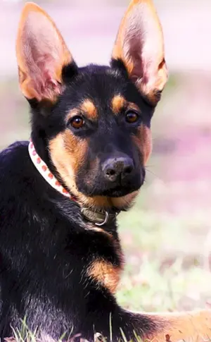 Deutscher Schäferhund glatt-haarig