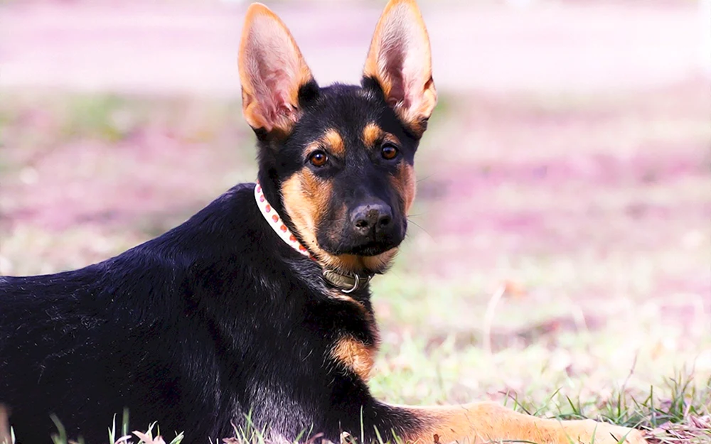 Deutscher Schäferhund glatt-haarig