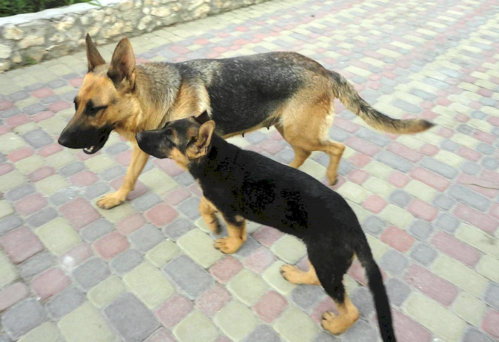 Deutscher Schäferhund glatthaarig