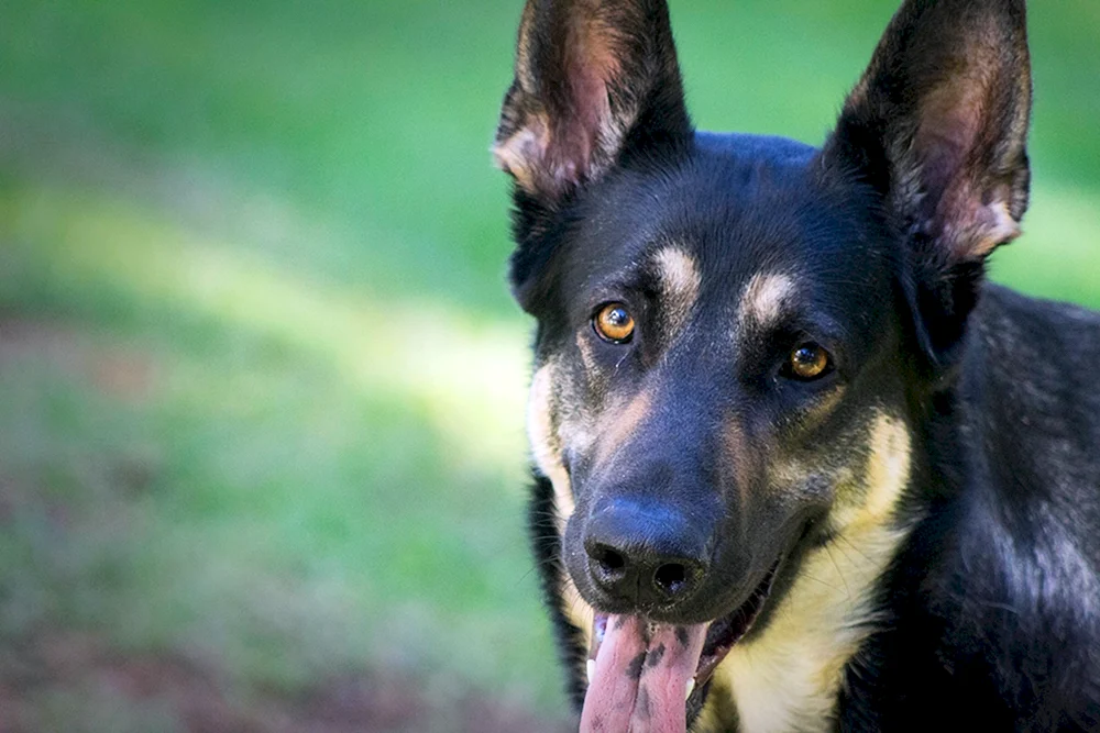 Deutscher Schäferhund glatt-haarig