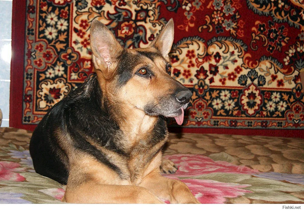 Deutscher Schäferhund glatt-haarig