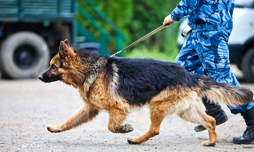 Deutscher Schäferhund OCD