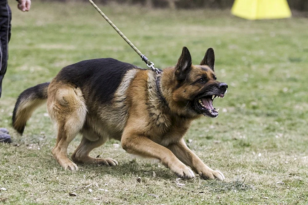 Deutscher Schäferhund k9