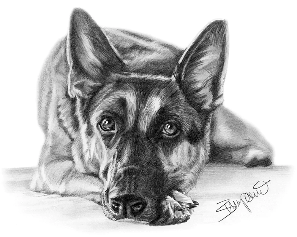 Schäferhund Färbung