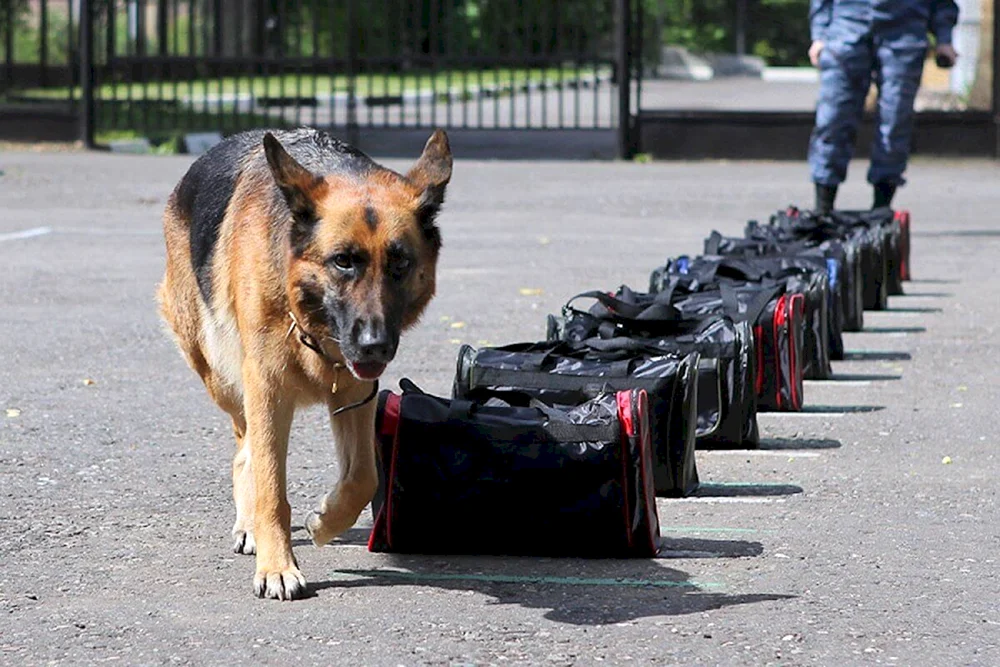 Deutscher Schäferhund Trainer