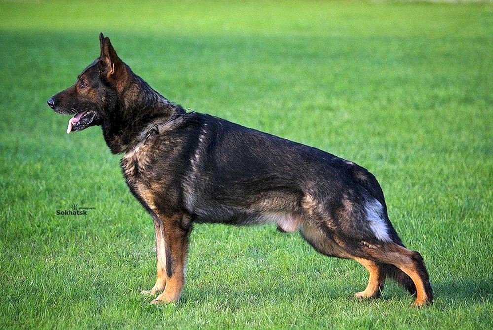 Deutscher Schäferhund kurzhaarig