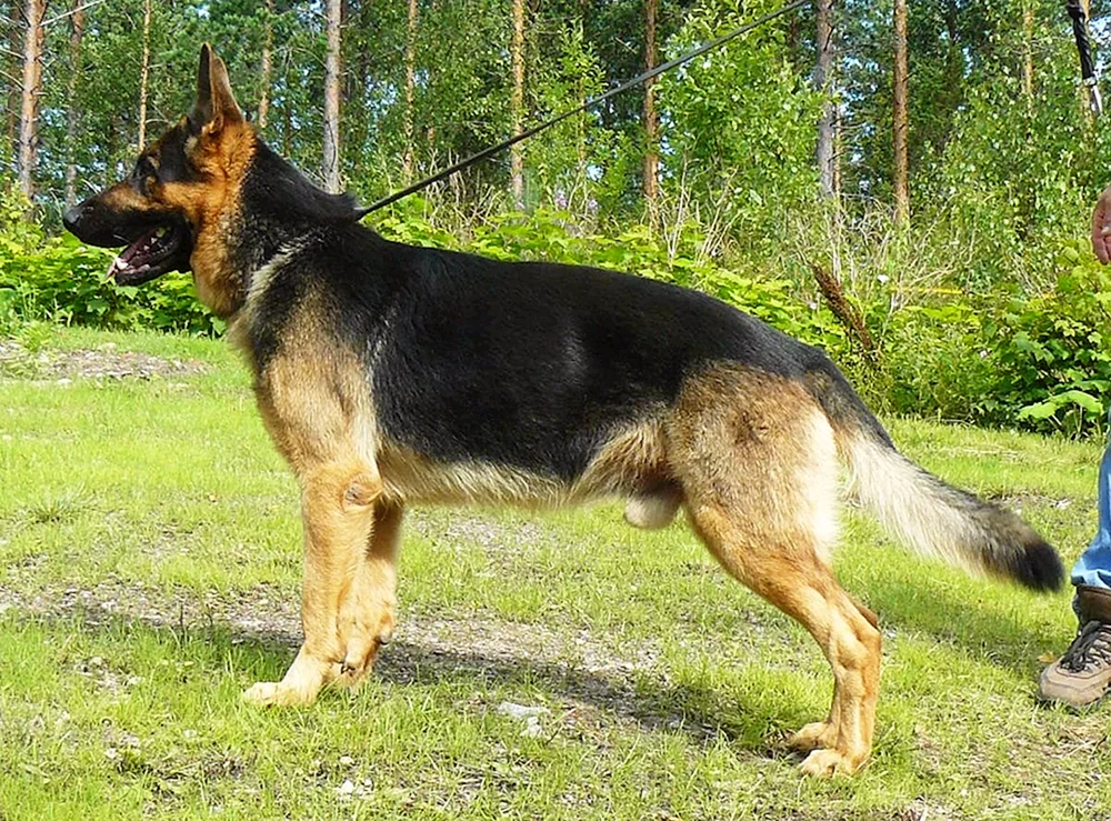 Deutscher Schäferhund kurzhaarig
