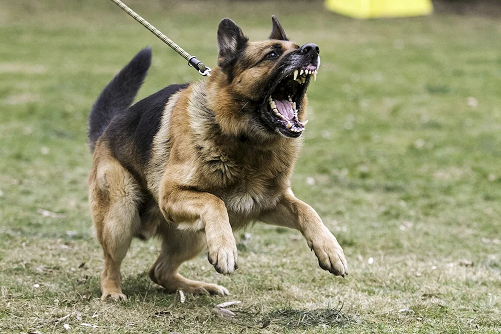 Deutscher Schäferhund Quasimodo