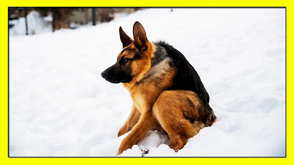 Deutscher Schäferhund Quasimodo