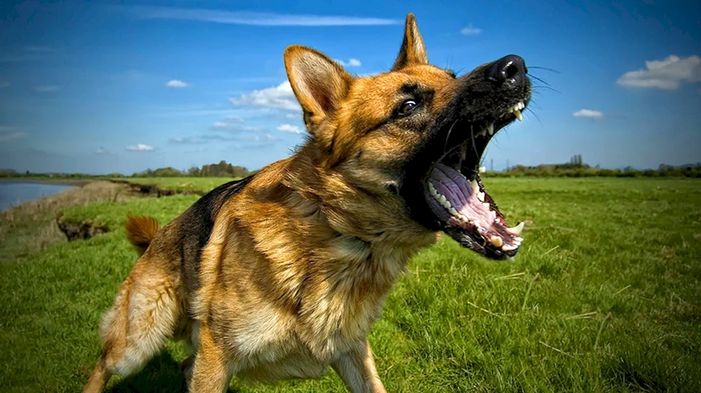 Deutscher Schäferhund bellt
