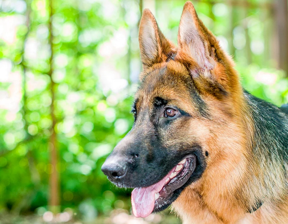Checkered blue German Shepherd puppy