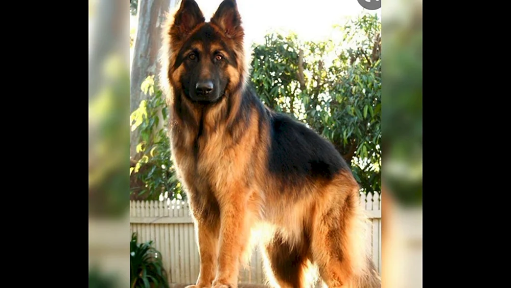 Deutscher Schäferhund Mukhtar