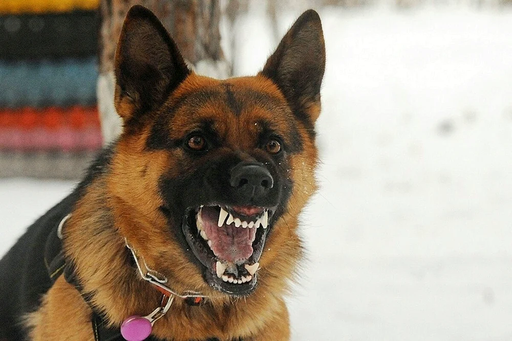 Deutscher Schäferhund Mukhtar