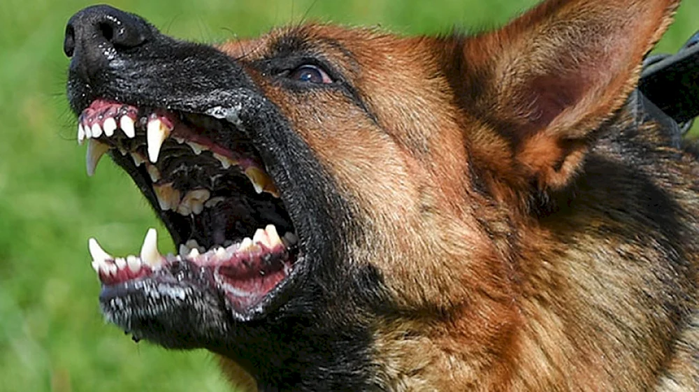 Staffordshire Terrier mit einem Rottweiler