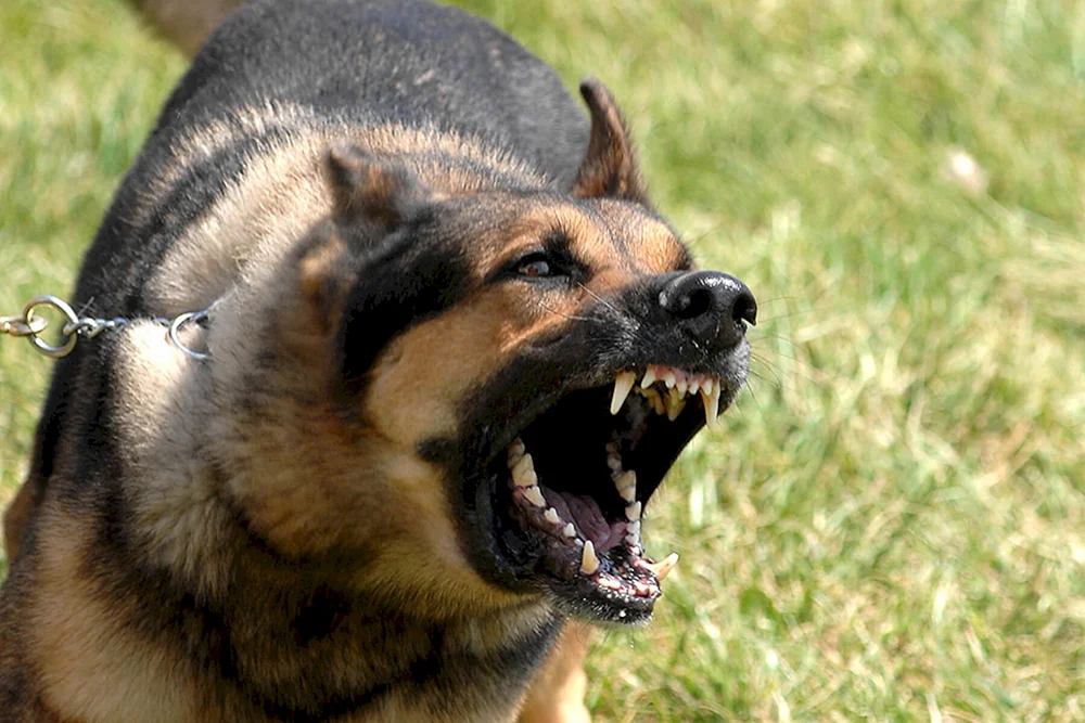 Bösartiger Hund