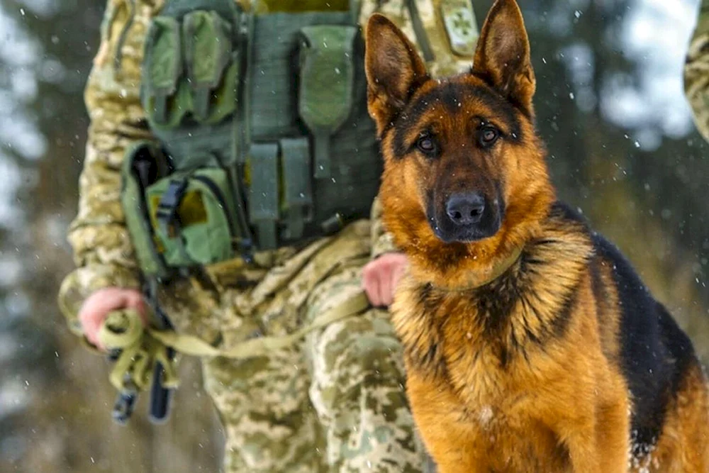Deutscher Schäferhund Border Guard
