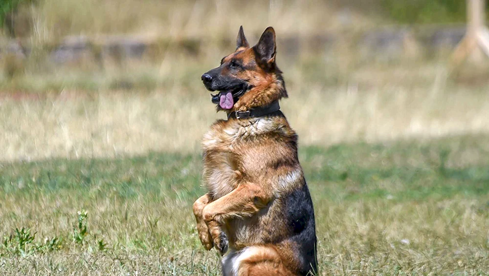 Deutscher Schäferhund Grenzschutzhunde