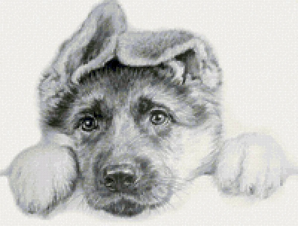 Osteuropäischer Schäferhund Zeichnung