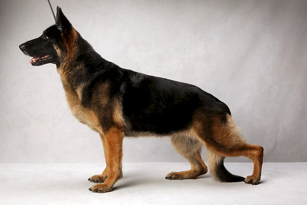 Deutscher Schäferhund