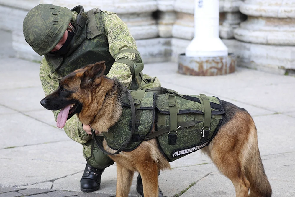 Schäferhund Kynologie