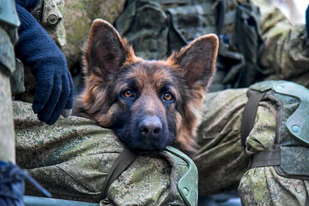 Deutscher Schäferhund ZKS