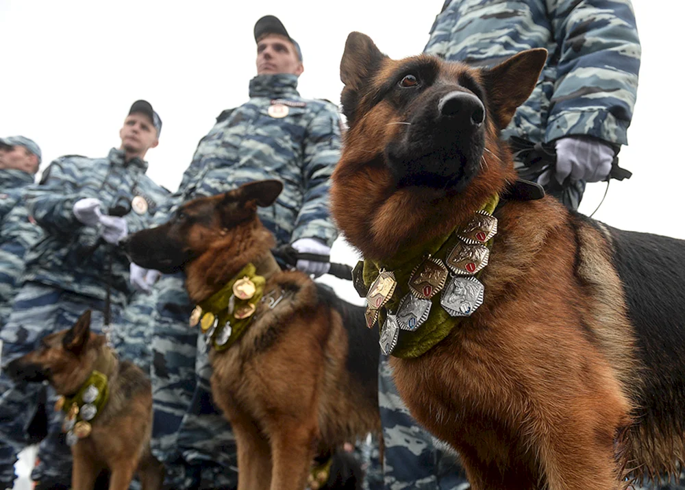 Deutscher Schäferhund Diensthund