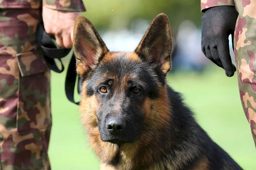 Deutscher Schäferhund Diensthund