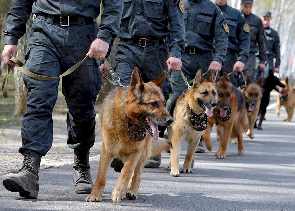 Deutscher Schäferhund Diensthund