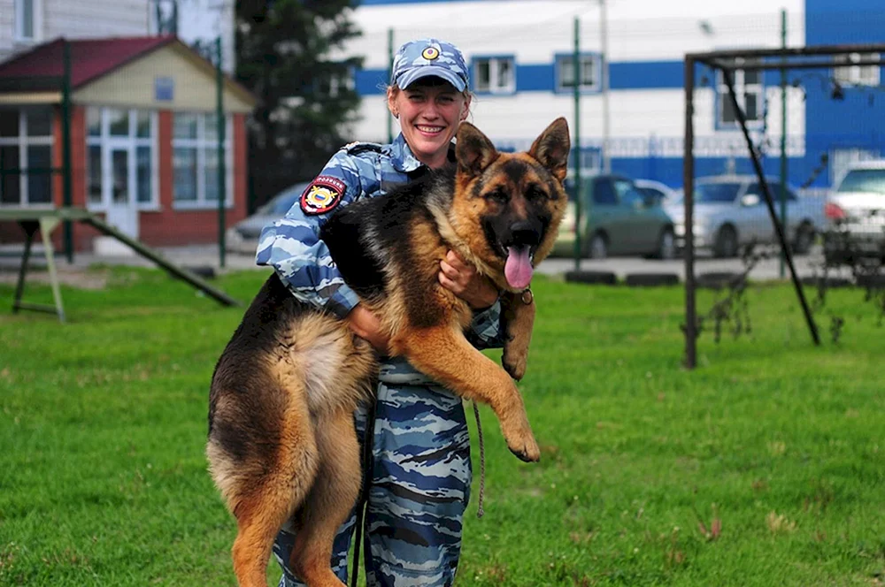 Deutscher Schäferhund Diensthund