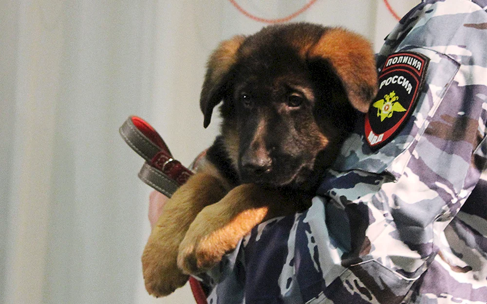 Polizeibeamter mit Hund