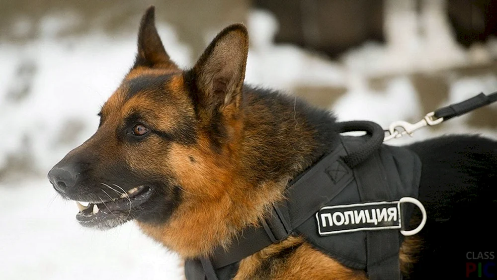 Polizei mit Hund