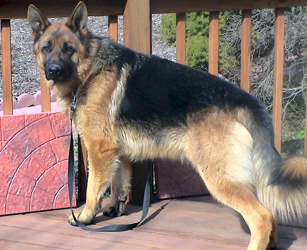 Deutscher Schäferhund Tschistokrowka