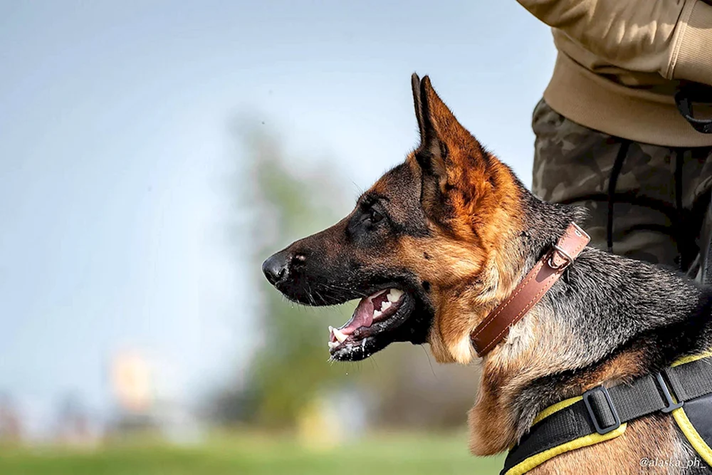 Deutscher Schäferhund Diensthund