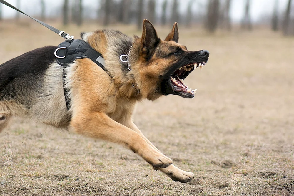 Malinois