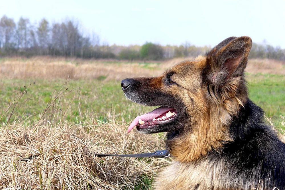 Deutscher Schäferhund böse